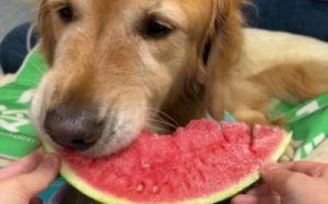 狗可以吃西瓜吗 狗可不可以吃西瓜