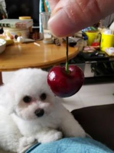 狗狗能不能吃车厘子 狗可以吃葡萄吗