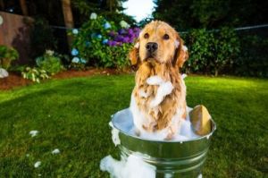 狗多久洗一次澡 正宗柴犬图片