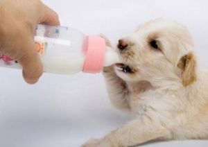 狗狗能喝纯牛奶吗 狗狗禁止吃的20种食物
