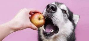 狗能吃火龙果吗 狗狗禁忌水果一览表
