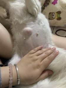 狗狗正常脐疝图片 幼犬脐疝怎么判断自愈方法