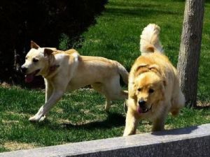 犬和狗有什么区别 拉布拉多犬图片
