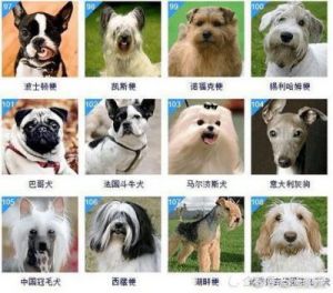世界上狗狗智商排名 世界上最有套路的狗狗排名
