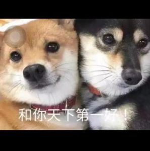 两只狗狗贴脸的照片 狗狗的智商排名和照片