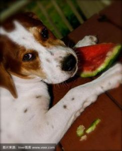 春天的西瓜 春天狗可以吃西瓜吗