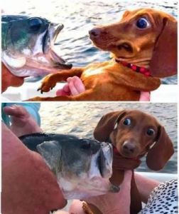 狗狗吃活的鱼会怎样呢 活的最久的狗狗