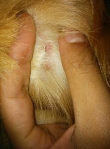 狗狗真菌性皮肤病已结痂 狗狗头上有皮屑结痂图片