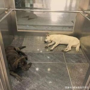 狗狗进电梯 业主带狗狗进电梯怎么办