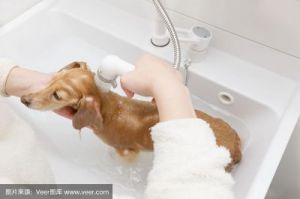 狗狗刚吃完饭能洗澡呢 狗狗洗澡水温
