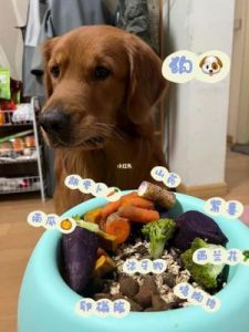 金毛狗狗喜欢吃什么肉食 金毛狗狗能吃什么水果