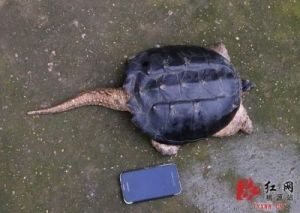 街头捡到一只大龟！专家呼吁：“千万别放生，以免破坏生态平衡！”