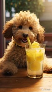 狗狗可以喝柠檬水还加糖 喝柠檬水有什么好处和坏处