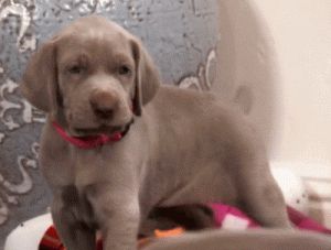 超级小狗狗表情包动图 超级可爱狗狗表情