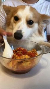 狗狗能吃番茄吗 狗狗吃了番茄薯片会死吗