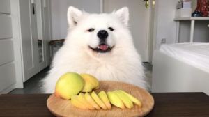 狗狗能吃的十大水果 狗狗能吃菠萝蜜吗
