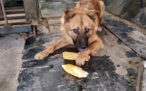 狗狗可以吃玉米吗 玉米喂狗的最佳方法