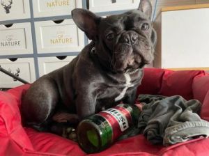 4个月狗狗喝啤酒吗 喝啤酒的好处和坏处