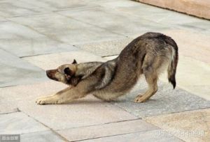 狗狗屁股在地上擦着走怎么办 狗狗趴地上不会回家怎么办