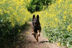 在奔跑时的猎狗狗的背景 喜欢奔跑的狗狗