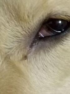 狗狗眼睛有血丝 泰迪狗狗的嘴里有血丝吗