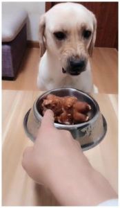 狗狗吃饭护食自己吃也会叫 怎么改掉狗狗护食
