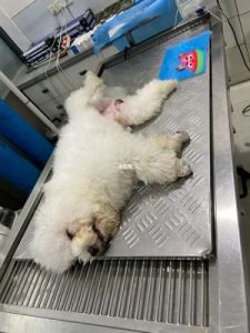 怎么判断狗狗生产结束 狗狗生产最后一个憋死了