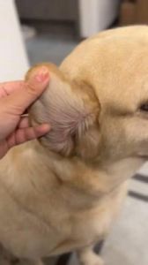狗狗老甩耳朵什么原因 狗狗剃了耳毛一直甩耳朵
