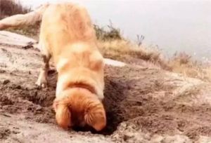 狗狗刨坑是什么预兆 狗狗爬着走代表什么预兆