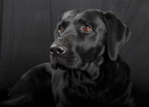 狗狗为什么会越变越黑色 狗狗皮肤上有黑色斑块