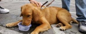 狗狗突然能喝水尿多正常吗 狗狗频繁喝水尿尿