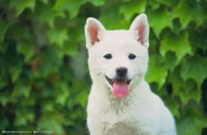白色小狗狗取名 两条白色的小狗狗