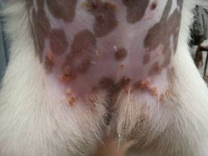 狗狗反复出现丘疹怎么治疗 丘疹性荨麻疹反复