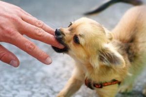 为什么狗狗吃饭咬自己的手 狗狗为什么会咬自己的主人