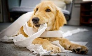 狗狗吃纸巾怎么办 狗狗吃了报春花怎么办