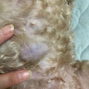 狗狗长肿瘤能活几个月 给狗狗割肿瘤风险大吗吗