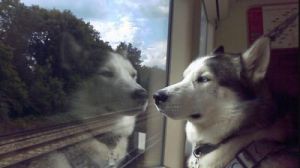 高铁上可以带狗狗吗 地铁上可以带狗狗不洗澡吗