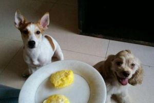 狗狗有气管炎能吃鸡蛋吗 狗狗牙龈炎能吃鸡蛋吗