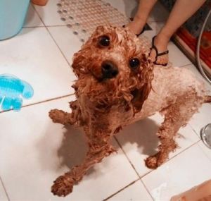 洗澡后狗狗掉毛怎么办 狗狗害怕洗澡怎么办