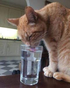猫不吃东西只喝水 狗狗只吃东西不喝水