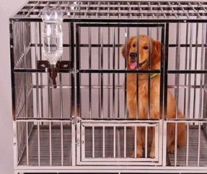 狗狗晚上在笼子里不停的转 狗狗为什么在地上不停的转