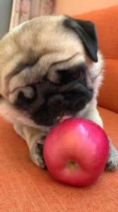 狗狗吃苹果好不好 小姨走亲戚接狗狗好不好