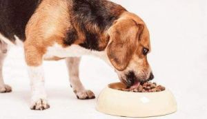 狗狗2个月喂几次食 成年狗狗一天喂几次水