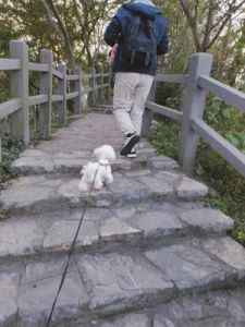 防止狗狗爬山的方法有哪些 爬山如何防止膝盖疼