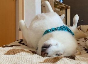 为什么狗狗睡觉容易打呼噜 睡觉什么姿势不容易打呼噜