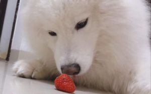 狗狗能吃草莓吗 狗狗吃了自来水还能吃吗