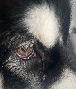 狗狗眼屎是褐色的怎么回事 狗狗眼睛流褐色分泌物