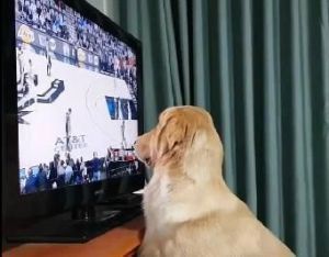 狗狗看电视会近视吗 狗狗看电视有什么意思吗