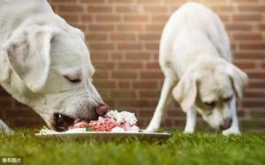 为什么狗中午不能喂 狗狗一个中午不喂饭