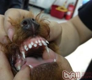 狗狗双排牙齿怎么办 狗狗有没有必要去洗牙齿